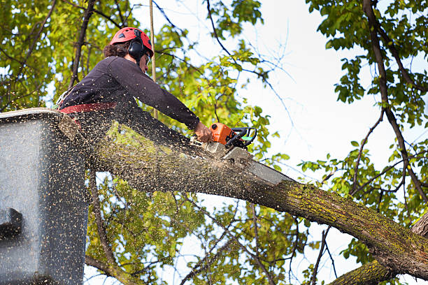 Best Tree Stump Removal  in Montecito, CA